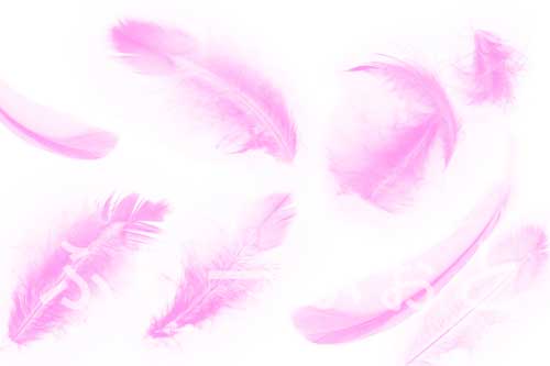フリー素材　ピンクの羽