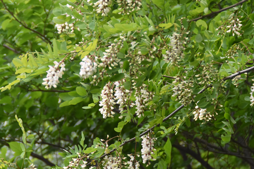 170611akasiya-3983.png