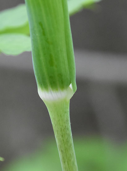 180523mamusigusa5086.jpg