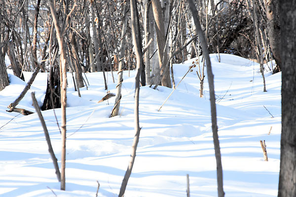 20192021ezorisu0474.jpg