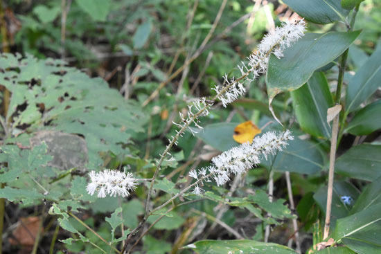 DSC_8105.jpg