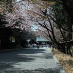 北海道神宮　桜　満開