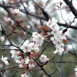 札幌　桜　開花宣言