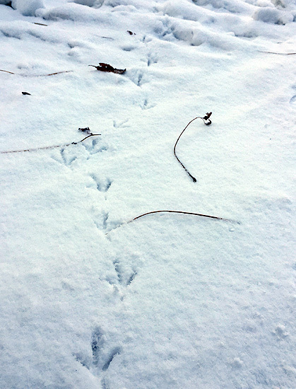 雪の上の鳥の足跡