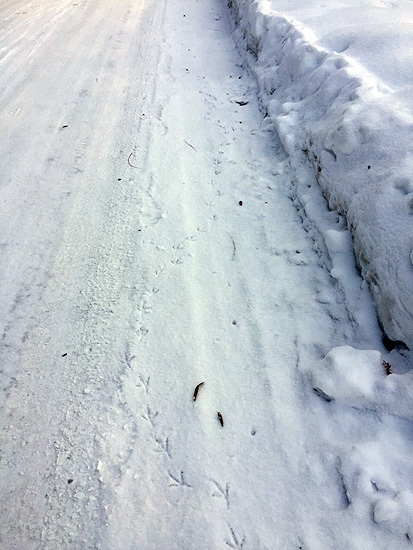 雪持ちに残る鳥の足跡