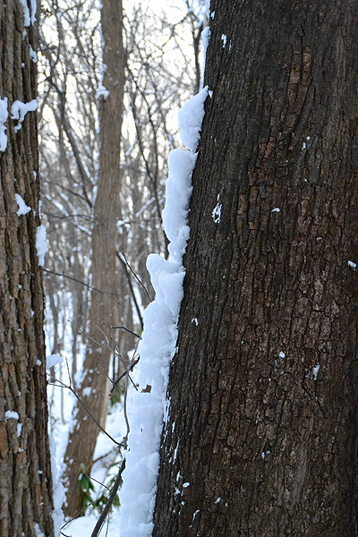木に吹き付けられた雪