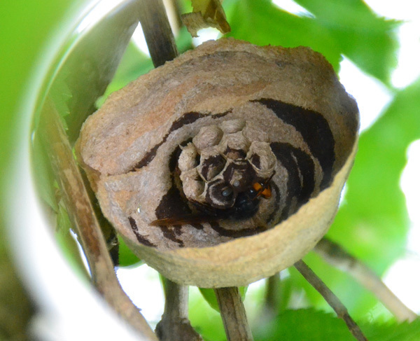 スズメバチの巣　作り始め
