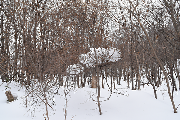 林の雪の固まり