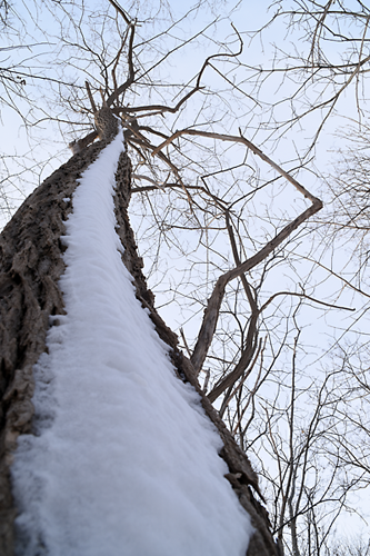 雪が吹き付けた木