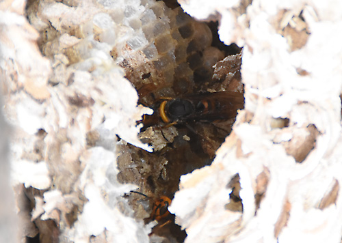落ちたスズメバチの巣