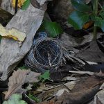 薮の中に作られた鳥の巣を見つけました