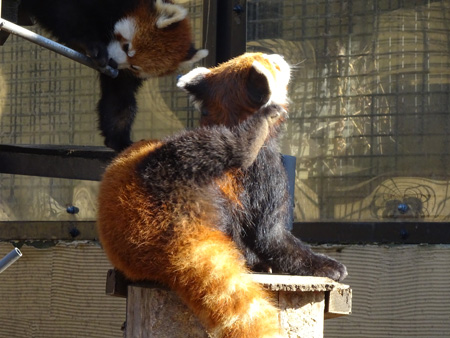 旭山動物園 レッサーパンダ