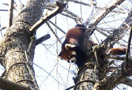 旭山動物園 レッサーパンダ