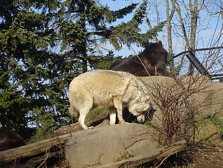 旭山動物園 オオカミ