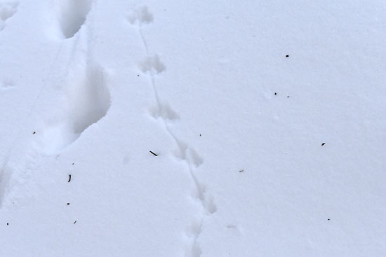 雪の足跡で見えるネズミとキツネの追いかけっこ 北海道 札幌発 だべさ通信５
