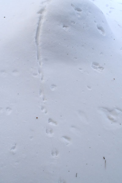 雪の足跡で見えるネズミとキツネの追いかけっこ 北海道 札幌発 だべさ通信５
