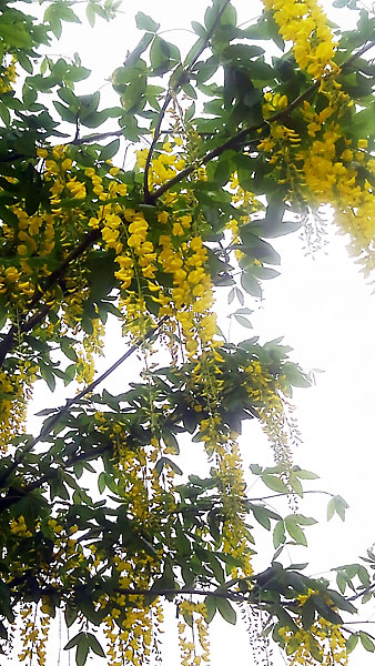 黄色い花咲くキングサリ 手稲駅前のスーパー前の街路樹に 北海道 札幌発 だべさ通信５