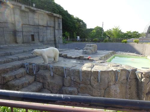 円山動物園　シロクマ