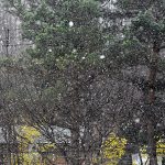 札幌、観測以来もっと遅い128年前の初雪と並ぶ