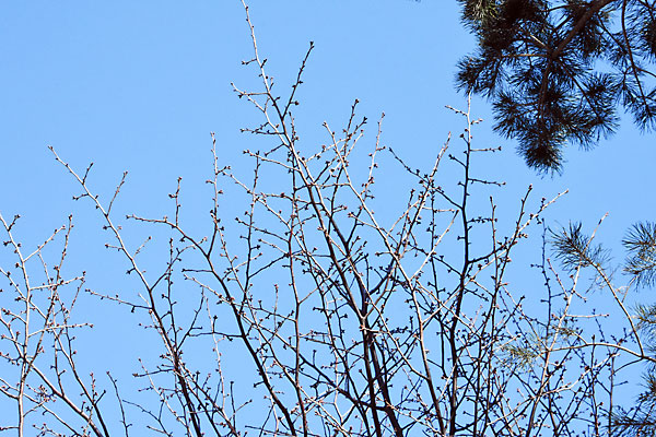 桜のツボミ