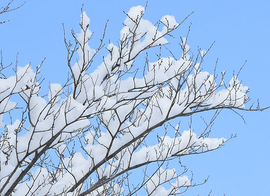 木の枝に積もった雪